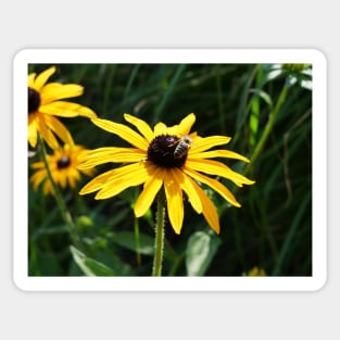 Sunflower flower design Sticker